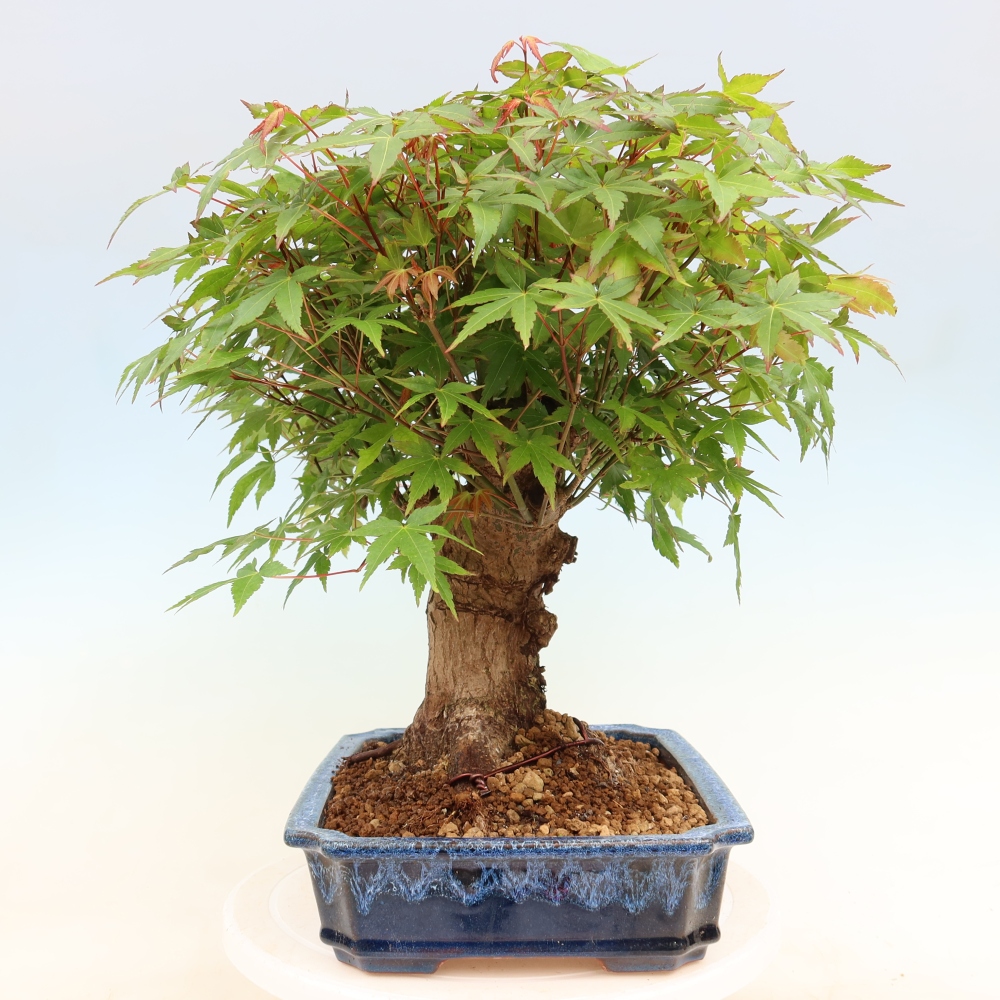 Outdoor bonsai - Maple Burger - Acer Burgerianum