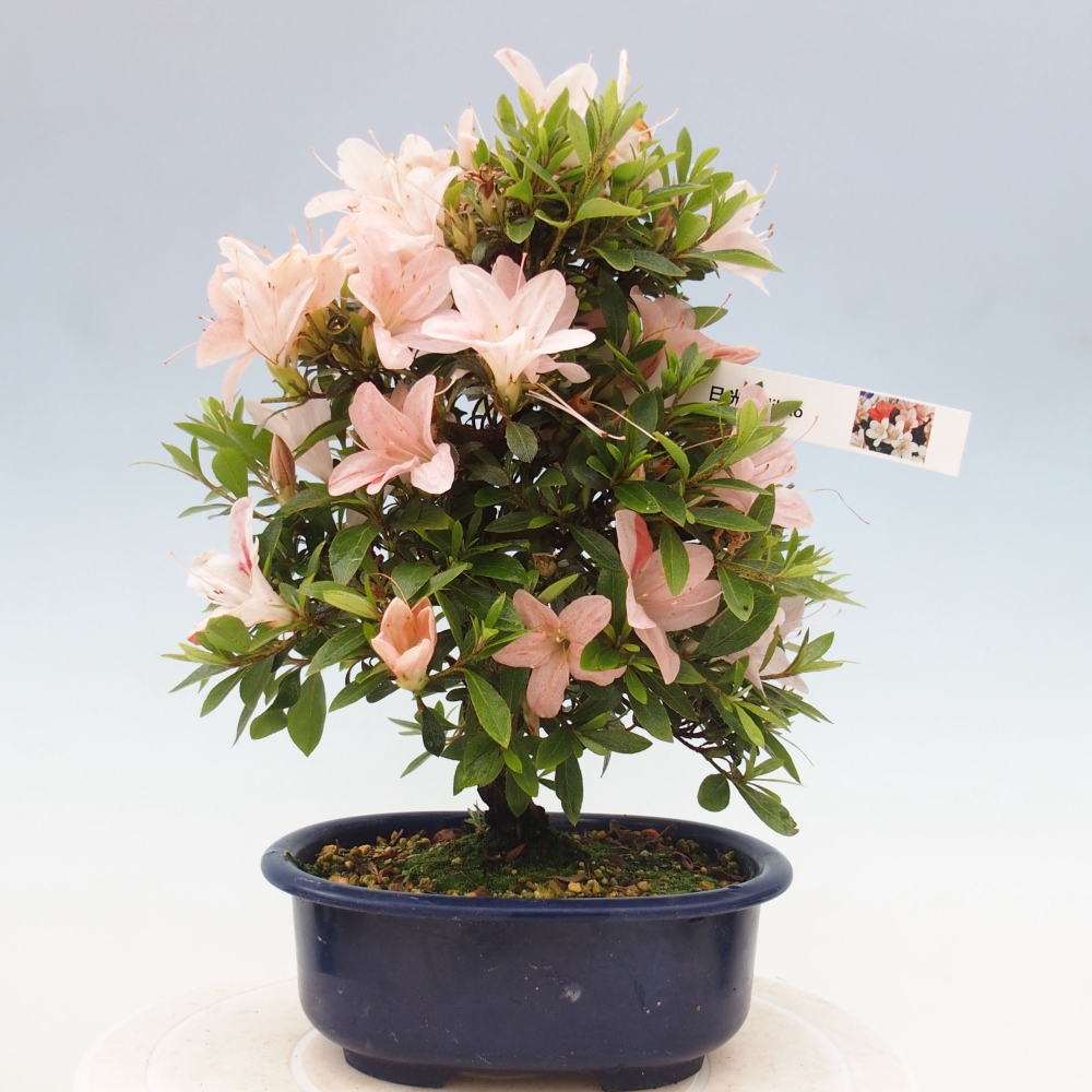 Outdoor bonsai - Japanese azalea - Azalea Nikko