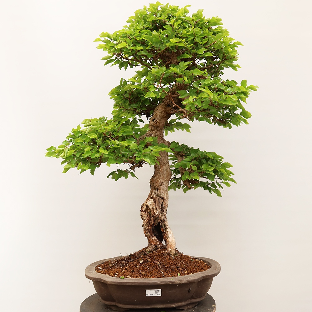 Outdoor bonsai - Carpinus Coreana - Korean hornbeam