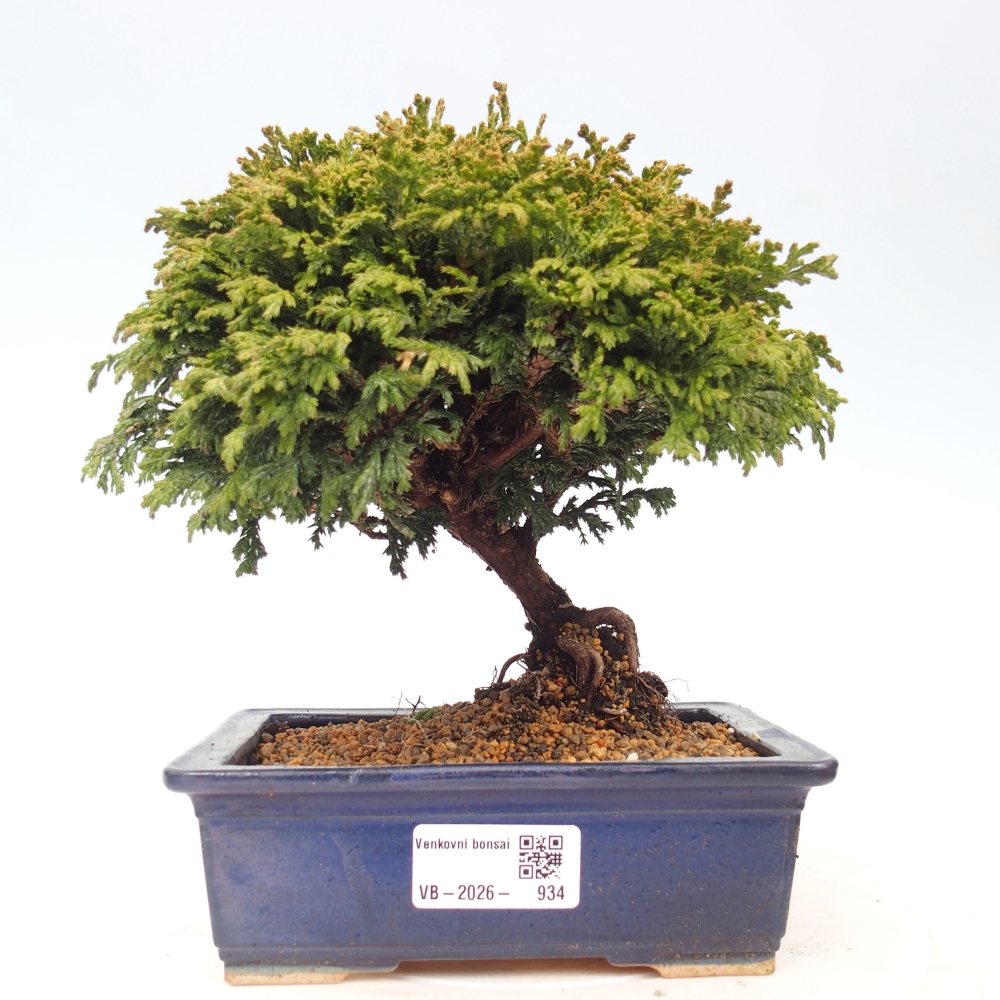 Outdoor bonsai - Cham.pis Parslori - Cypress