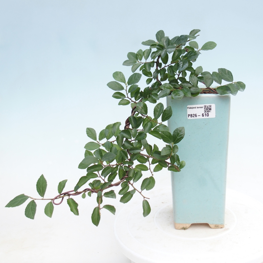 Indoor bonsai - Grewia occidentalis - Lavender Starfish