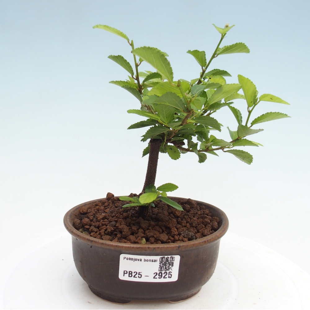 Indoor bonsai - Grewia occidentalis - Lavender star
