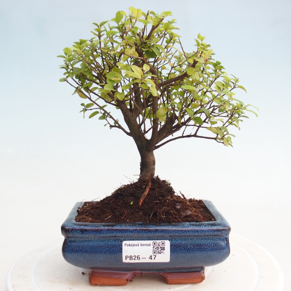 Room bonsai - Sageretia thea - Sageretia thea
