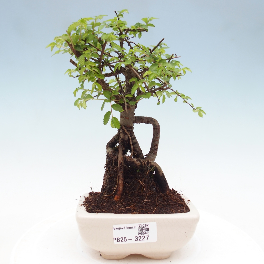 Room bonsai - Ulmus parvifolia - Small-leaved elm