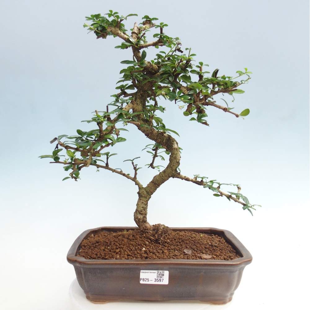 Room bonsai - Carmona macrophylla - Tea fuki