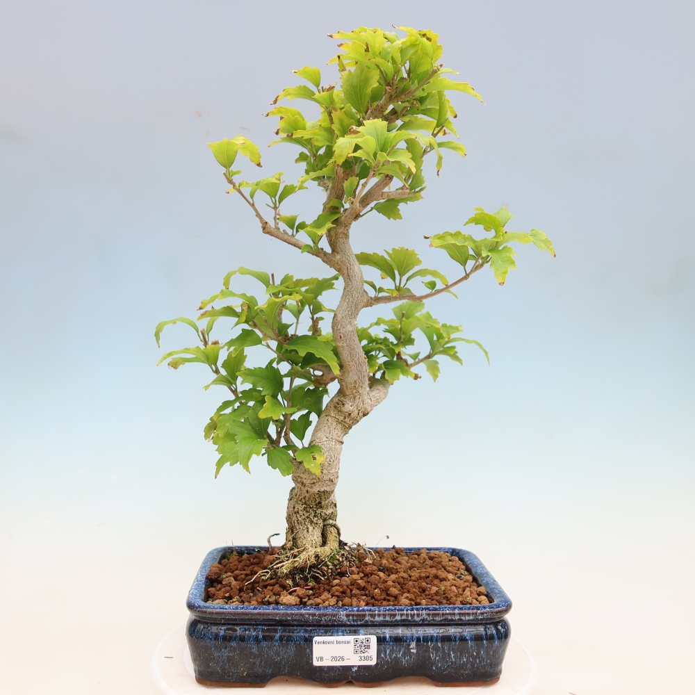 Outdoor Bonsai - Hibiscus syriacus - Syrian Hibiscus