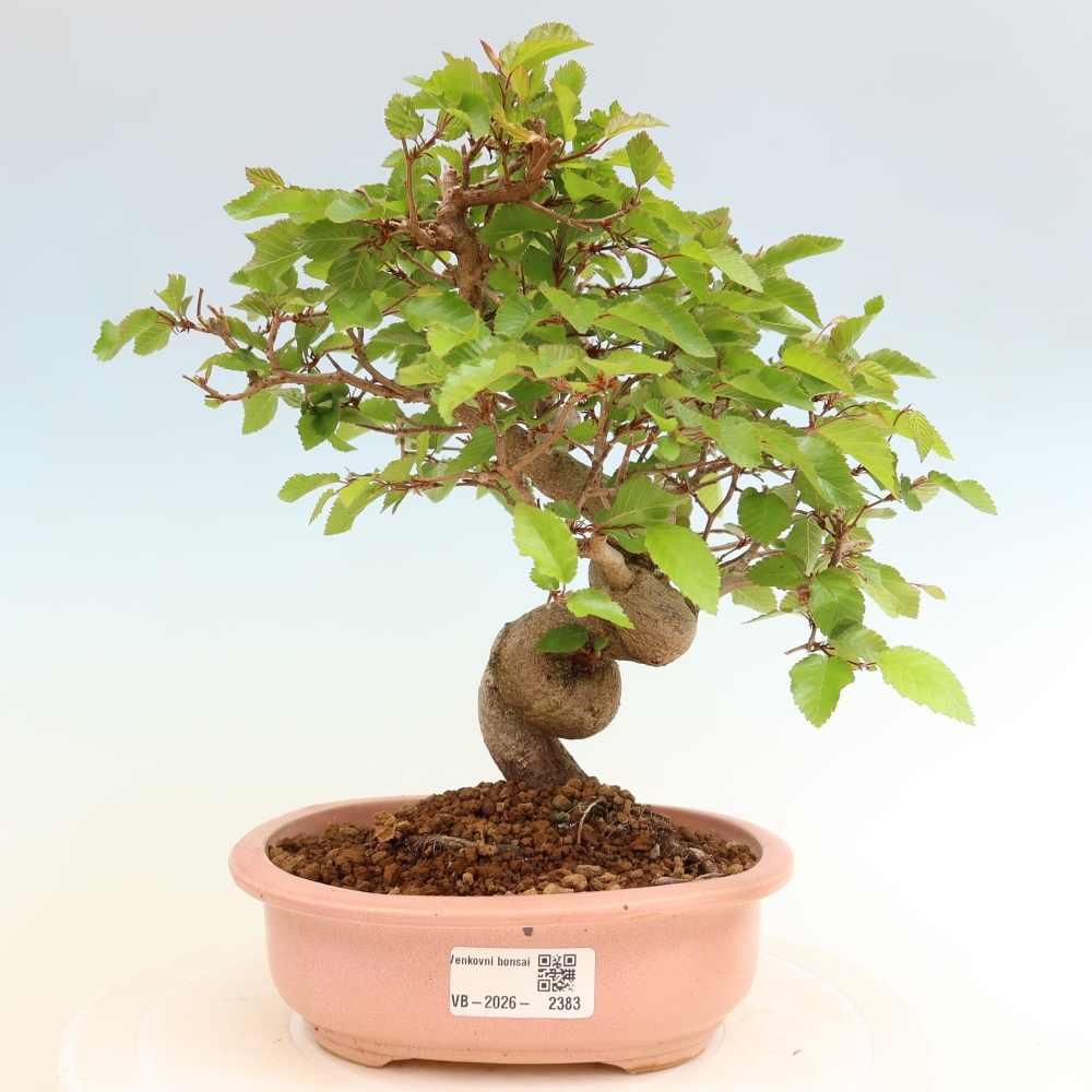 Outdoor bonsai -Carpinus coreana - Korean Hornbeam