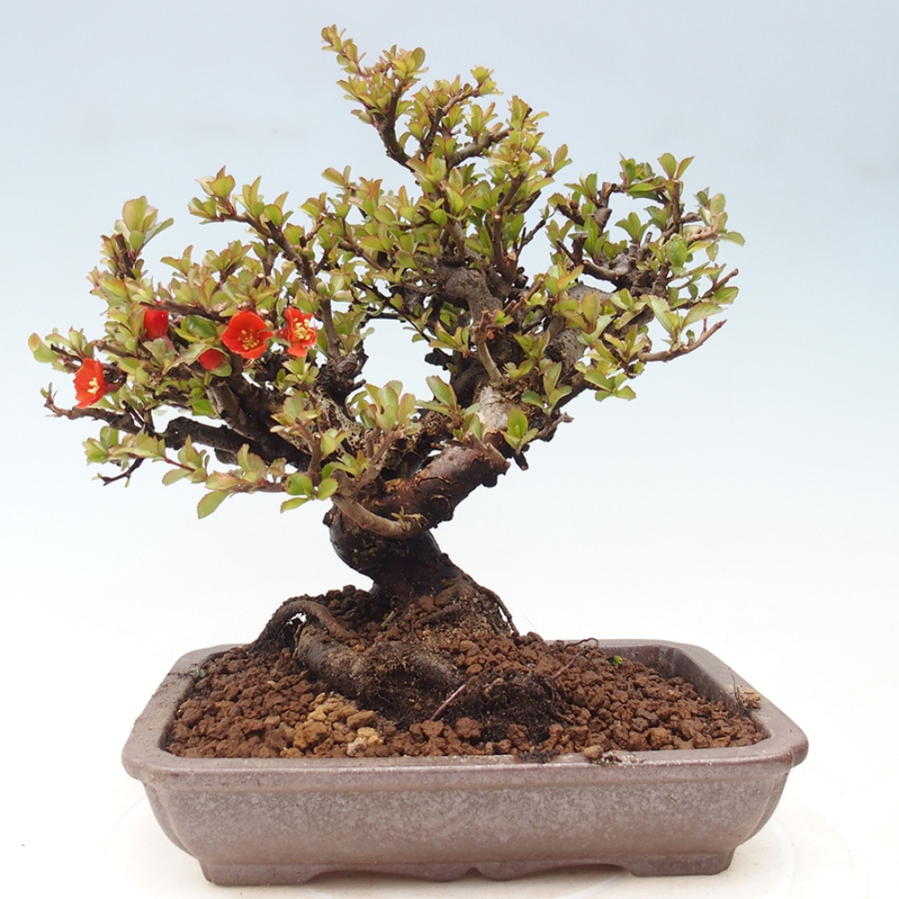 Outdoor bonsai - Chaneomeles speciosa - Quince