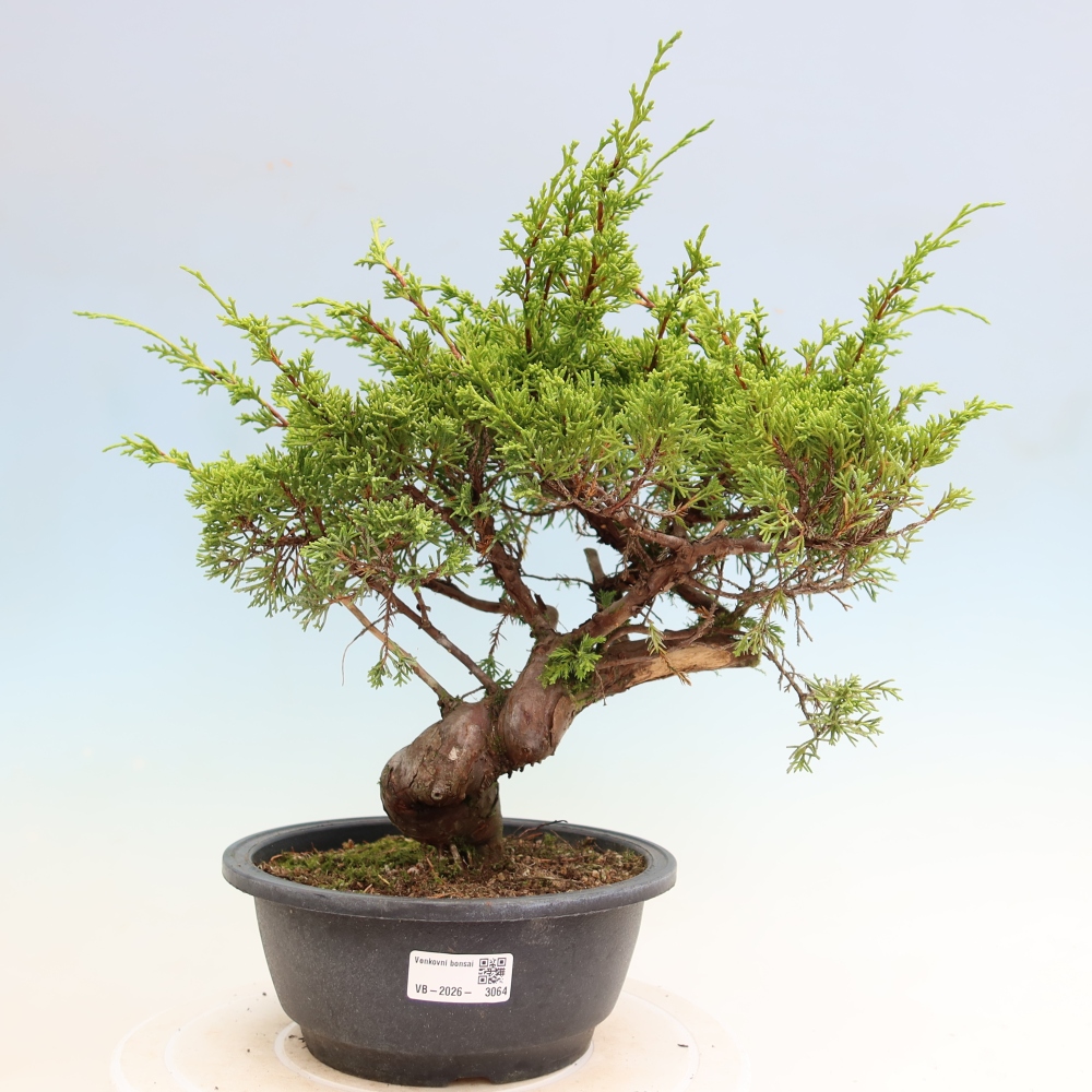 Outdoor Bonsai - Juniperus chinensis Itoigawa - Chinese Juniper