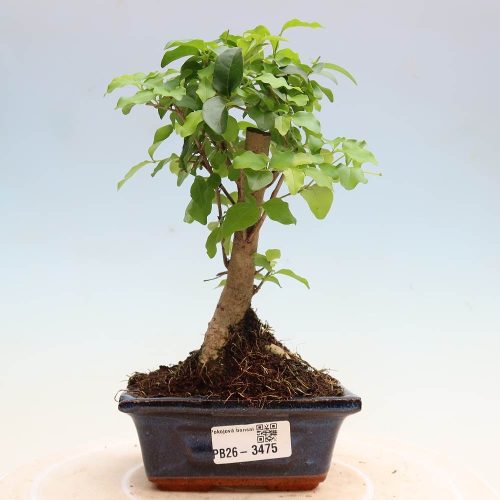 Room bonsai -Ligustrum chinensis - Birds Beak
