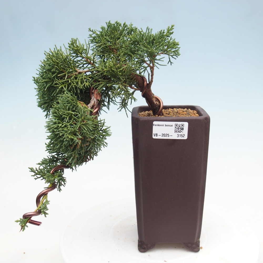 Outdoor bonsai - Juniperus chinensis Kishu - Chinese Juniper