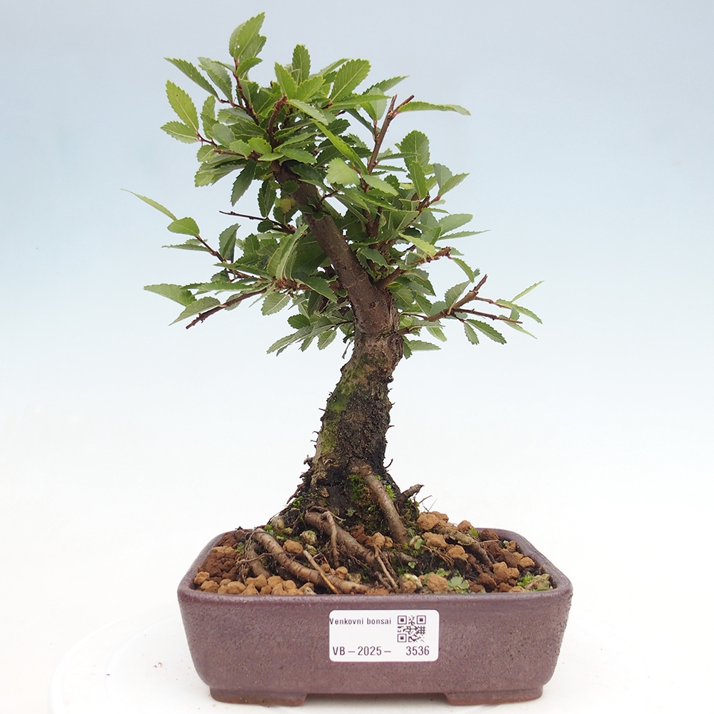 Outdoor bonsai - Zelkova - Zelkova NIRE