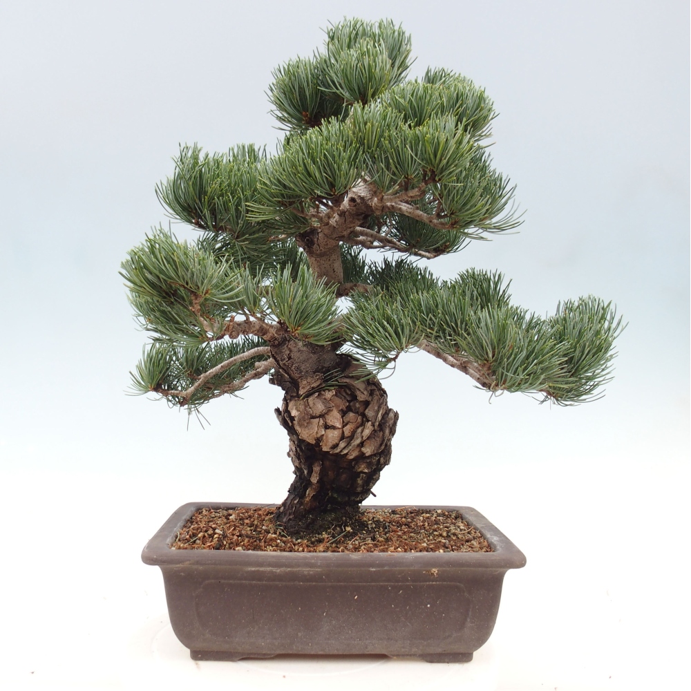 Outdoor bonsai - Pinus parviflora - Small pine tree