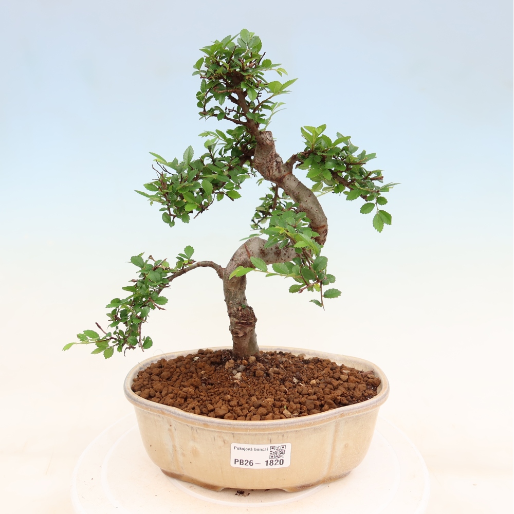 Room bonsai - Ulmus parvifolia - Small-leaved elm