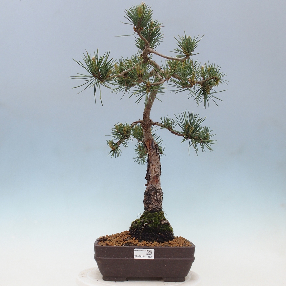 Outdoor bonsai - Pinus Sylvestris - Scots pine