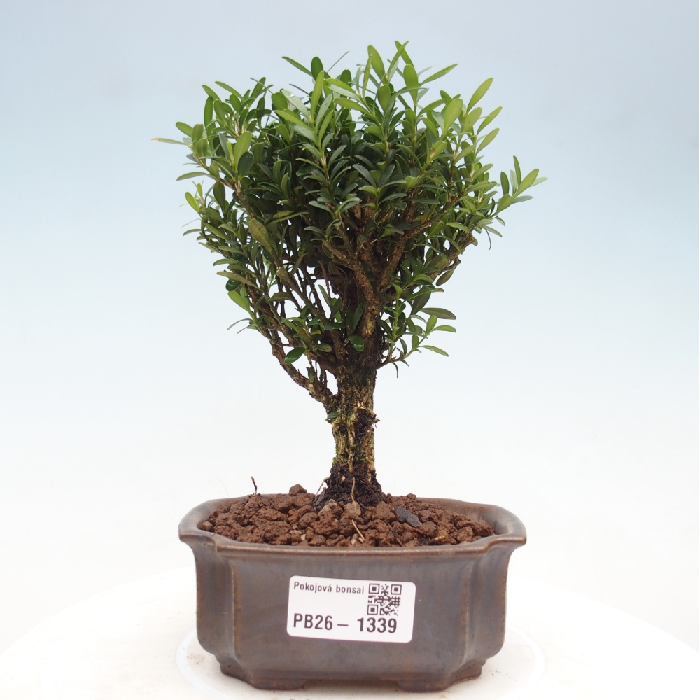 Room bonsai - Buxus harlandii - cork buxus