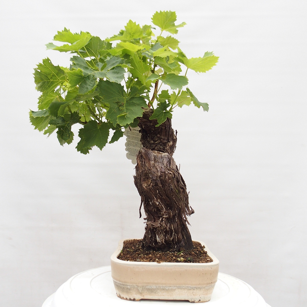 Outdoor bonsai - Vitis vinnifera MUSKAT ITALIA  - Grapevine