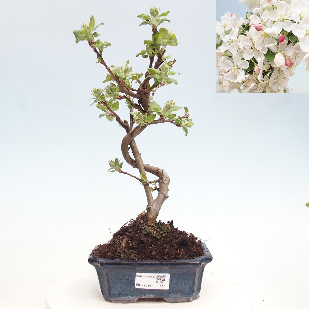Outdoor bonsai -Malus halliana - Small-fruited apple tree