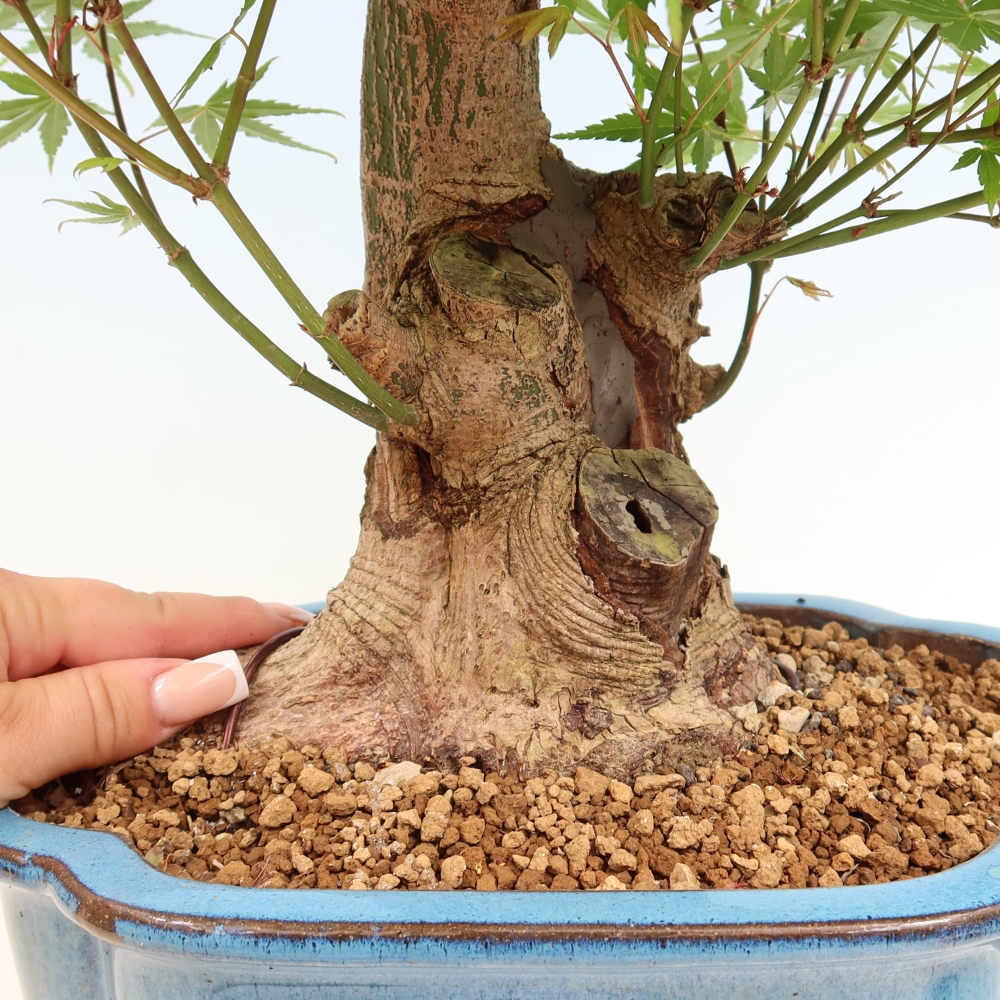 Outdoor bonsai - Maple Burger - Acer Burgerianum