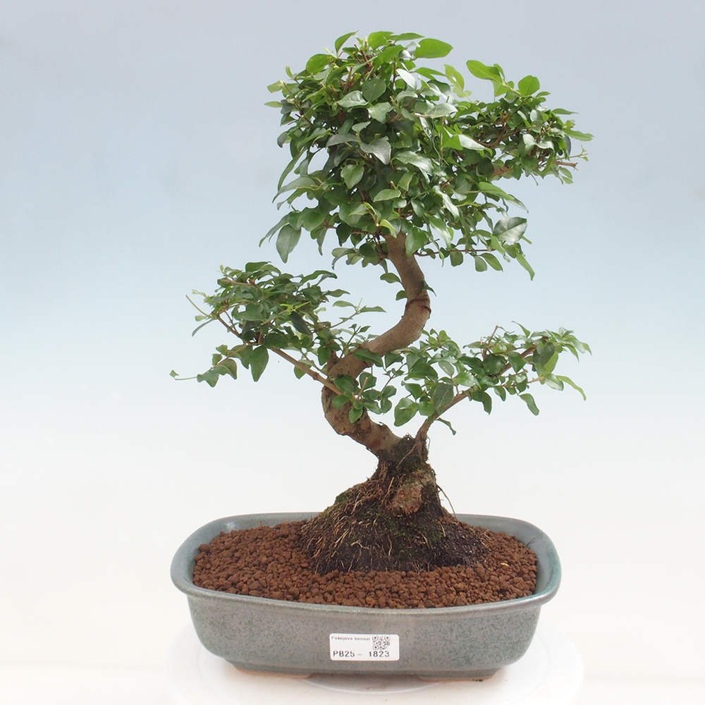 Room bonsai -Ligustrum chinensis - privet