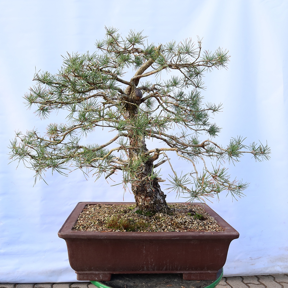 Pinus sylvestris Spain - Scots pine