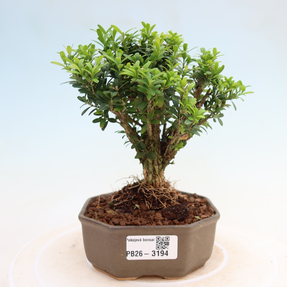 Room bonsai - Buxus harlandii - cork buxus