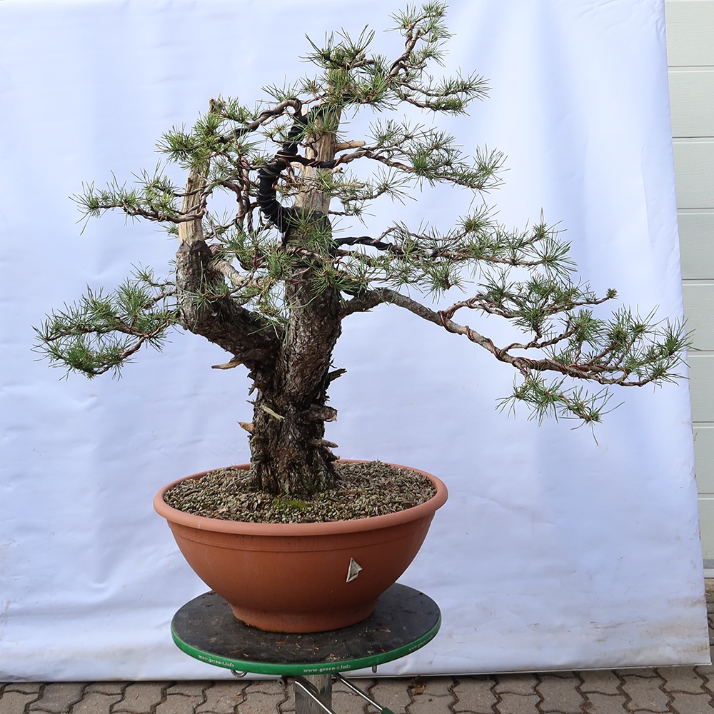 Pinus sylvestris Spain - Scots pine