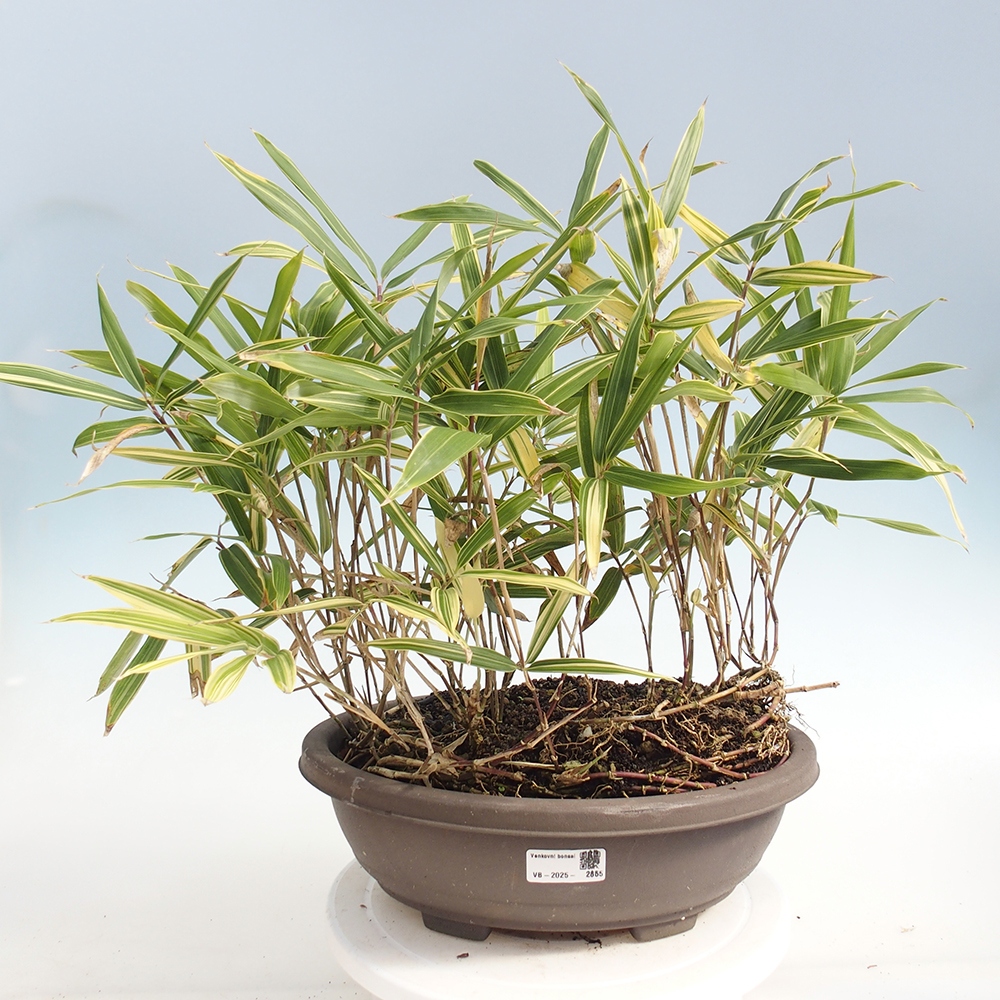 Outdoor bonsai - Sasaella masamuneana Albostriata - Bamboo