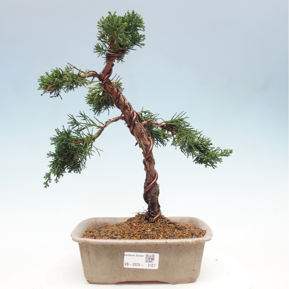 Outdoor bonsai - Juniperus chinensis Kishu - Chinese Juniper