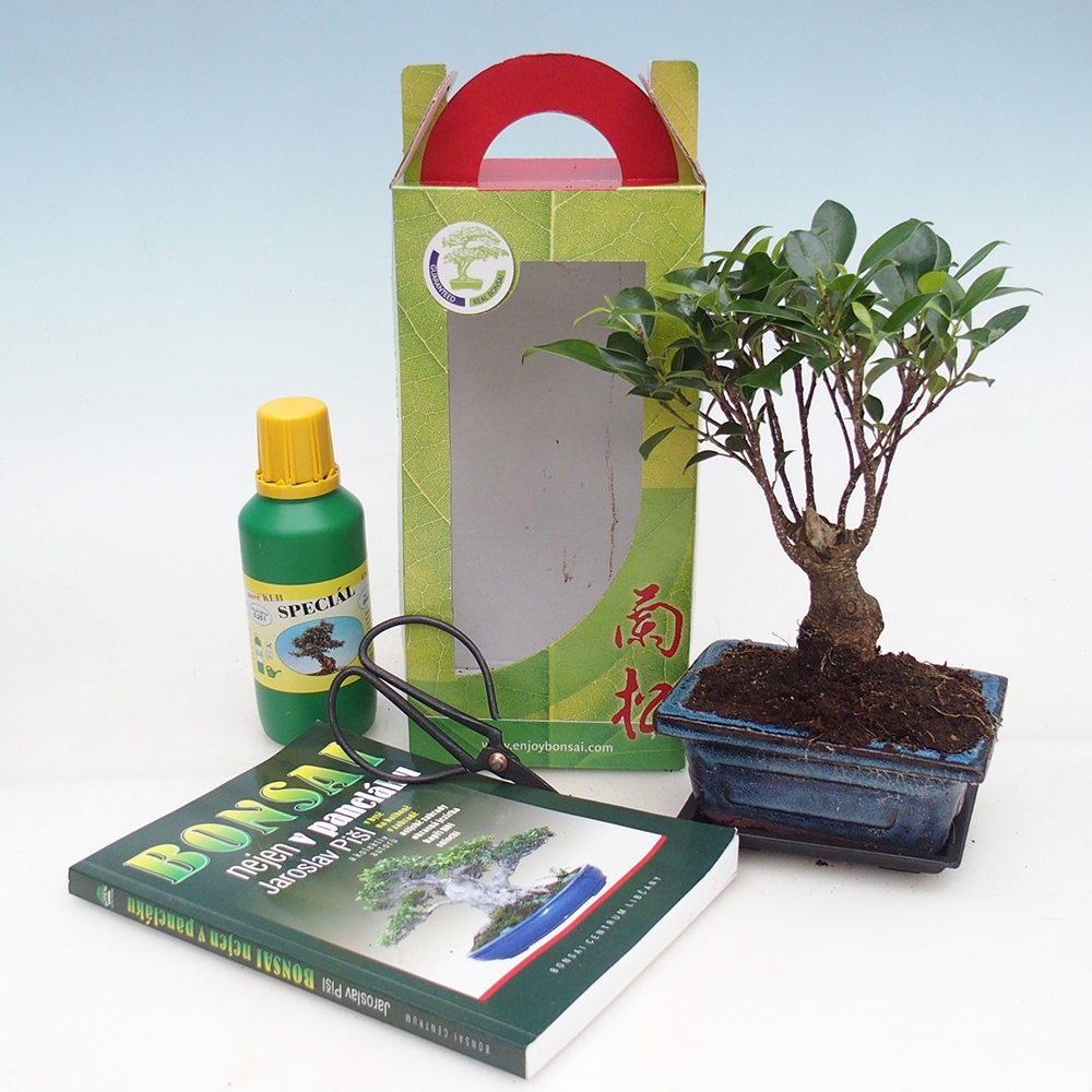 Room bonsai in gift box Ficus retusa - Small-leaved ficus