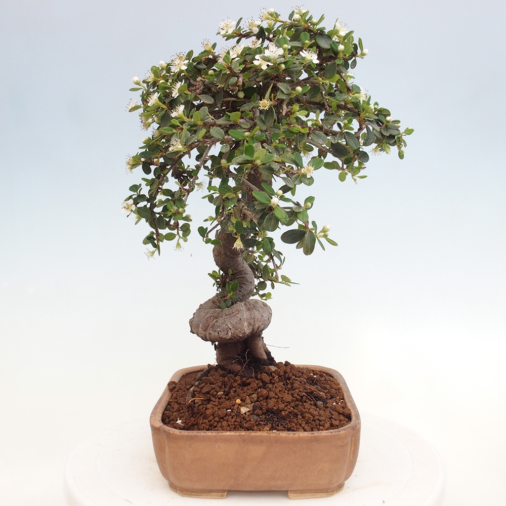 Outdoor bonsai-Cotoneaster dammeri - Rock Damer