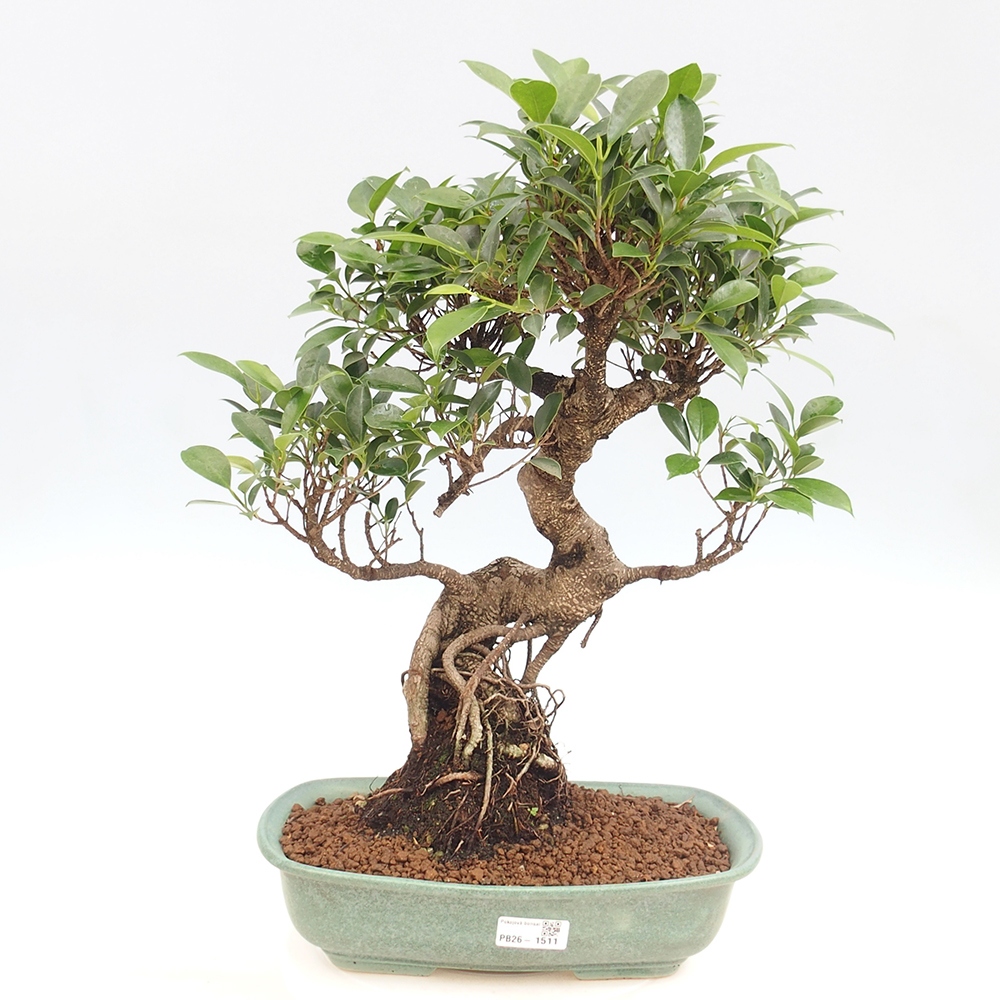 Room bonsai - Ficus kimmen - small-leaved ficus