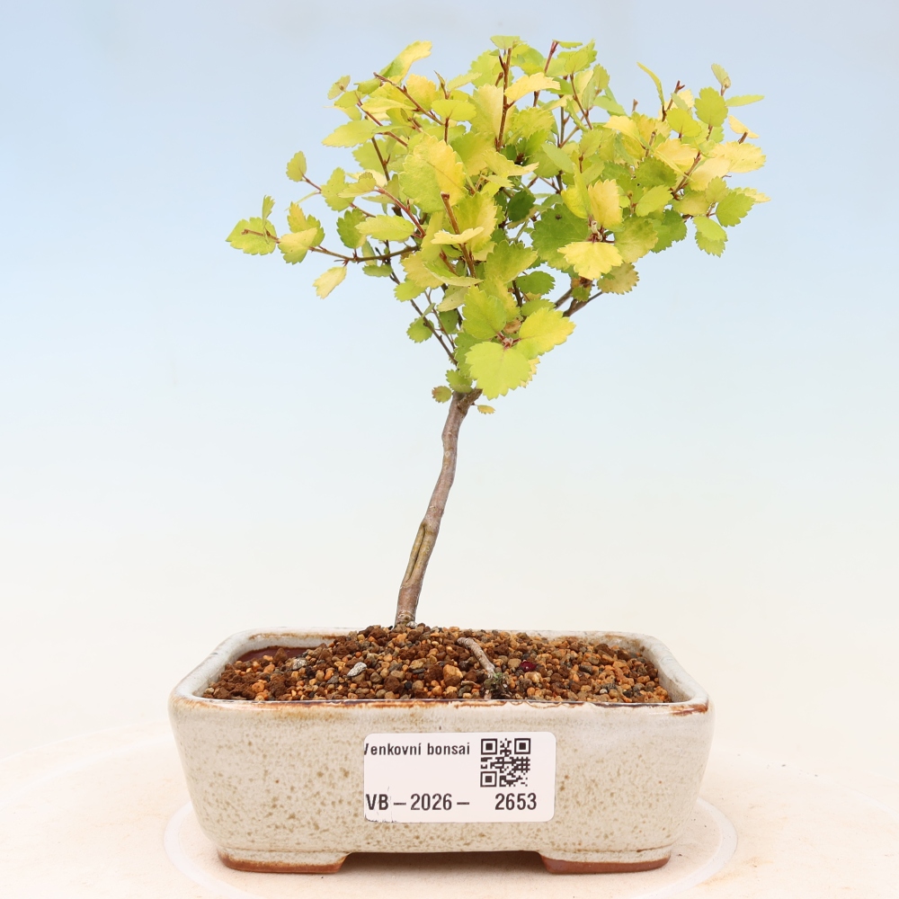 Outdoor Bonsai - Dwarf Birch - Betula NANA Golden Treasure