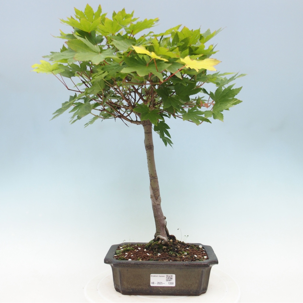 Outdoor bonsai - Maple palmatum katsura GISAN - Maple palmate