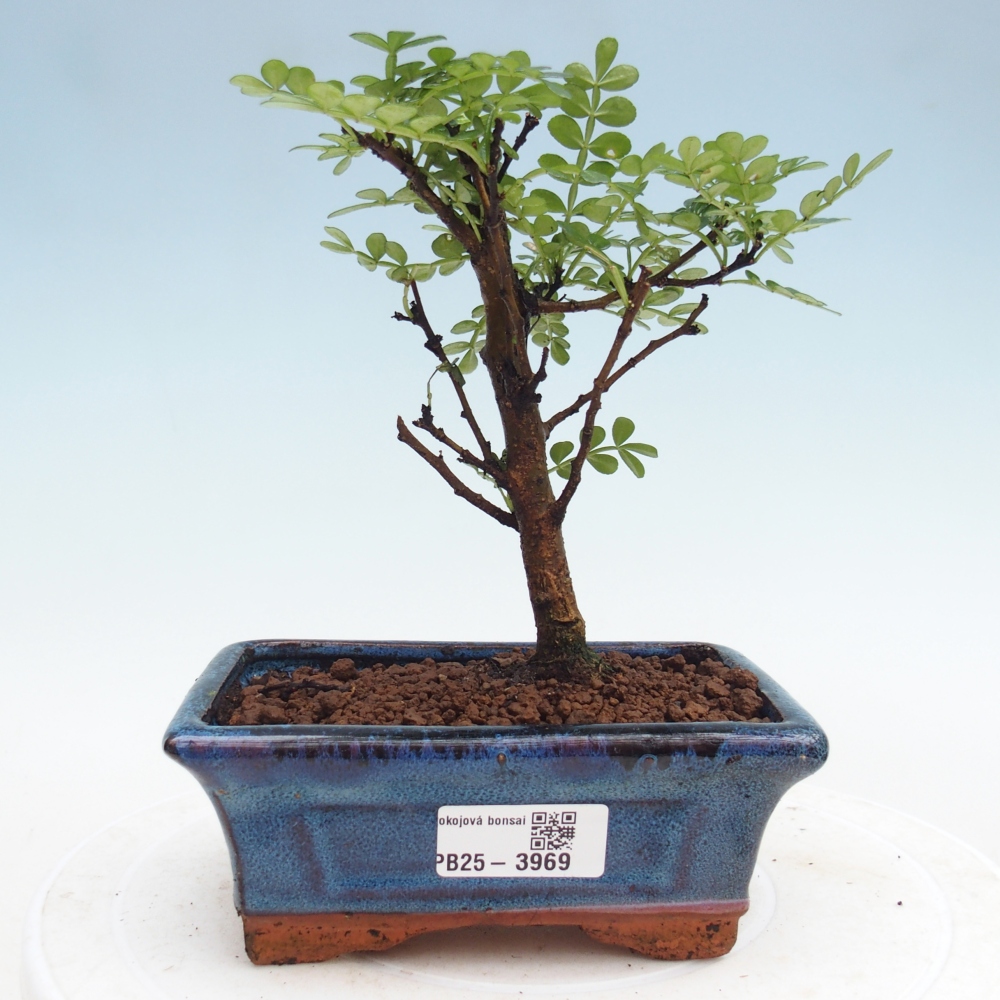 Room bonsai - Zantoxylum piperitum - pepper tree