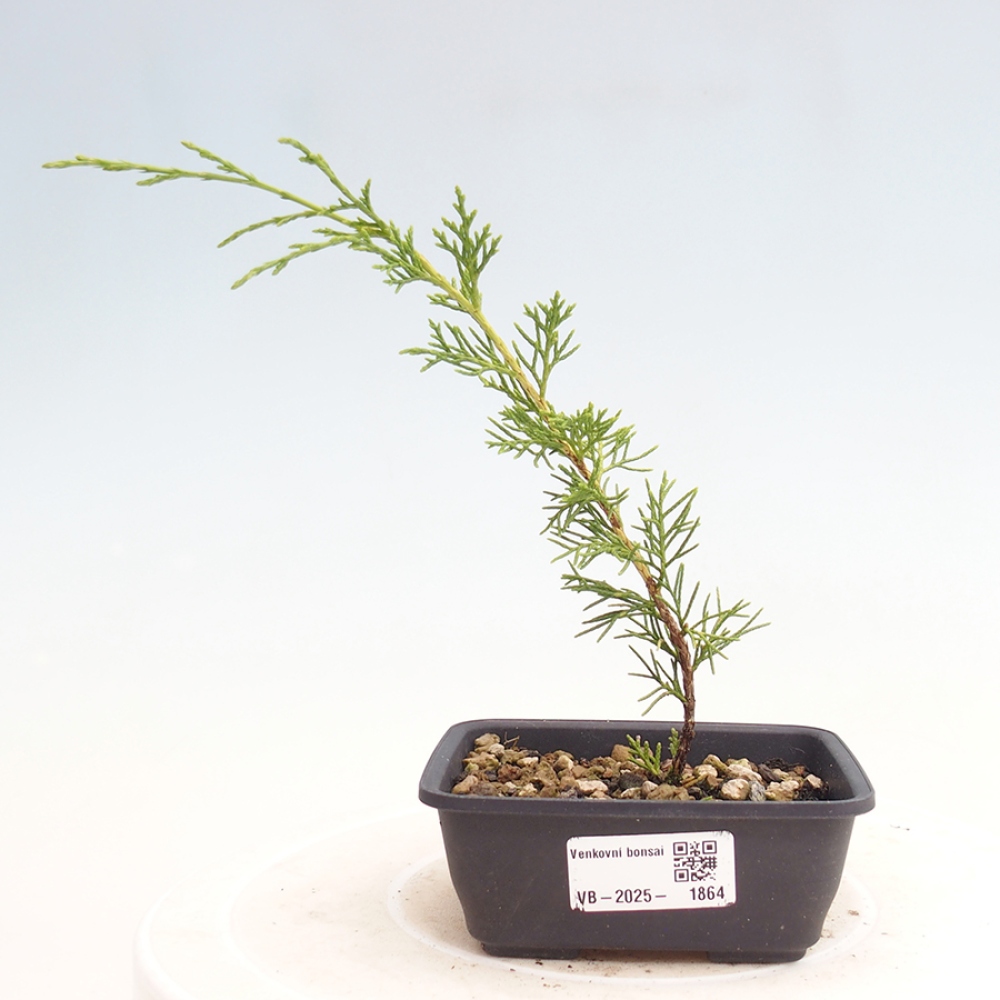 Outdoor bonsai - Juniperus chinensis Itoigawa - Chinese juniper
