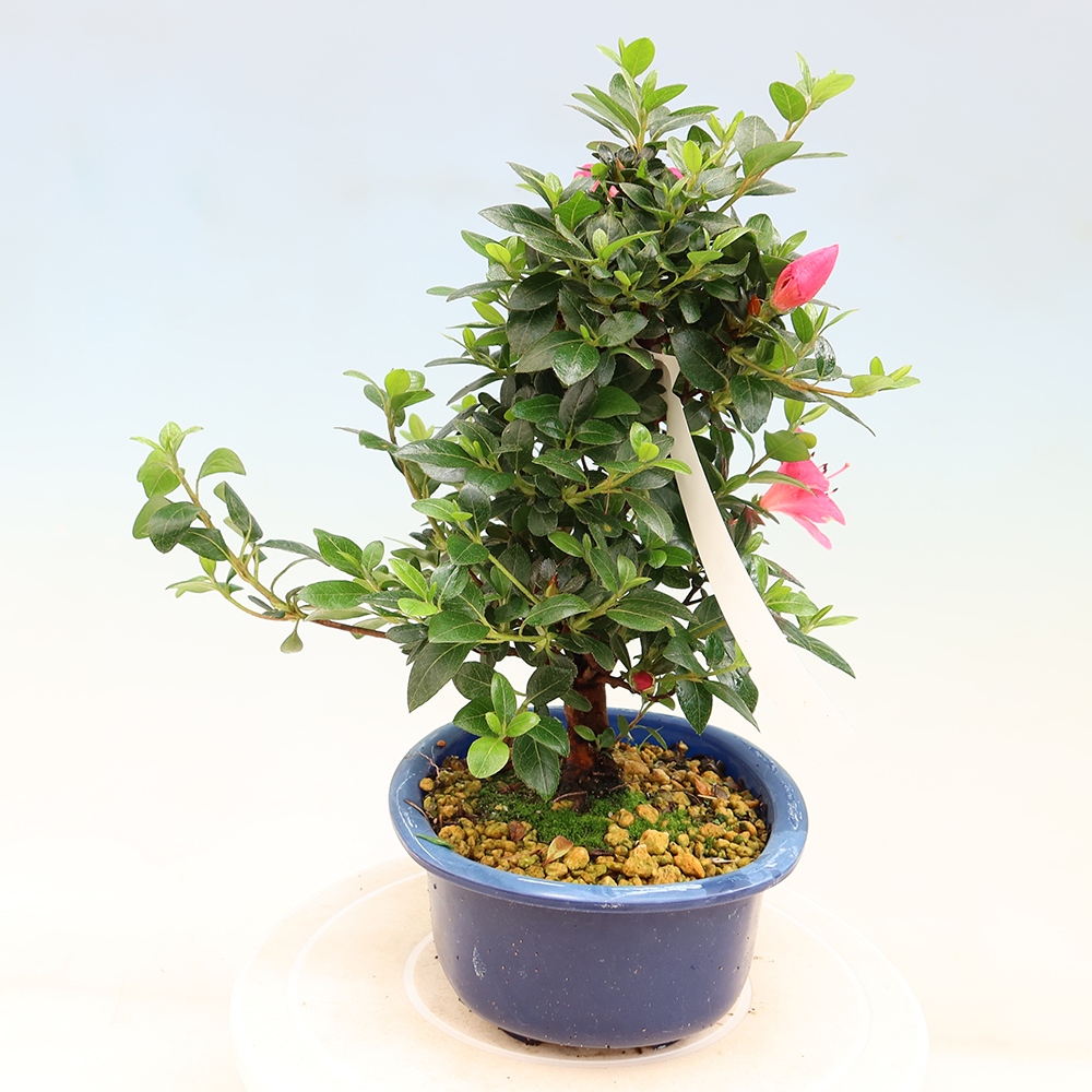 Outdoor bonsai - Japanese Azalea - Azalea Kobai