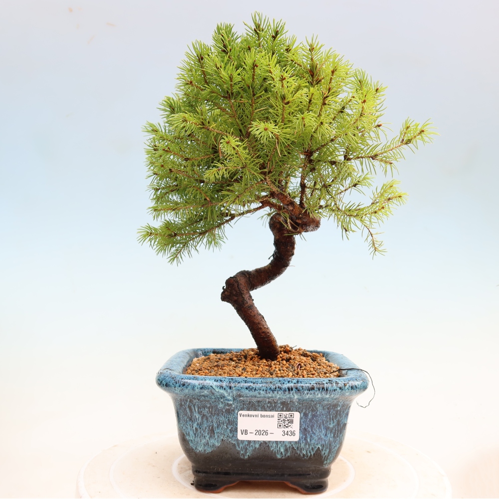 Outdoor Bonsai - Blue Spruce - Picea glauca 'Globe'