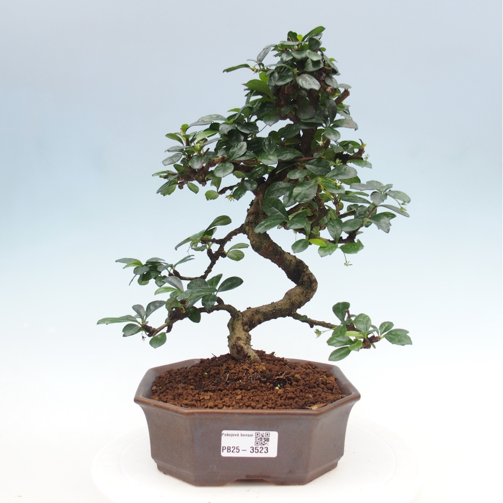 Room bonsai - Carmona macrophylla - Tea fuki