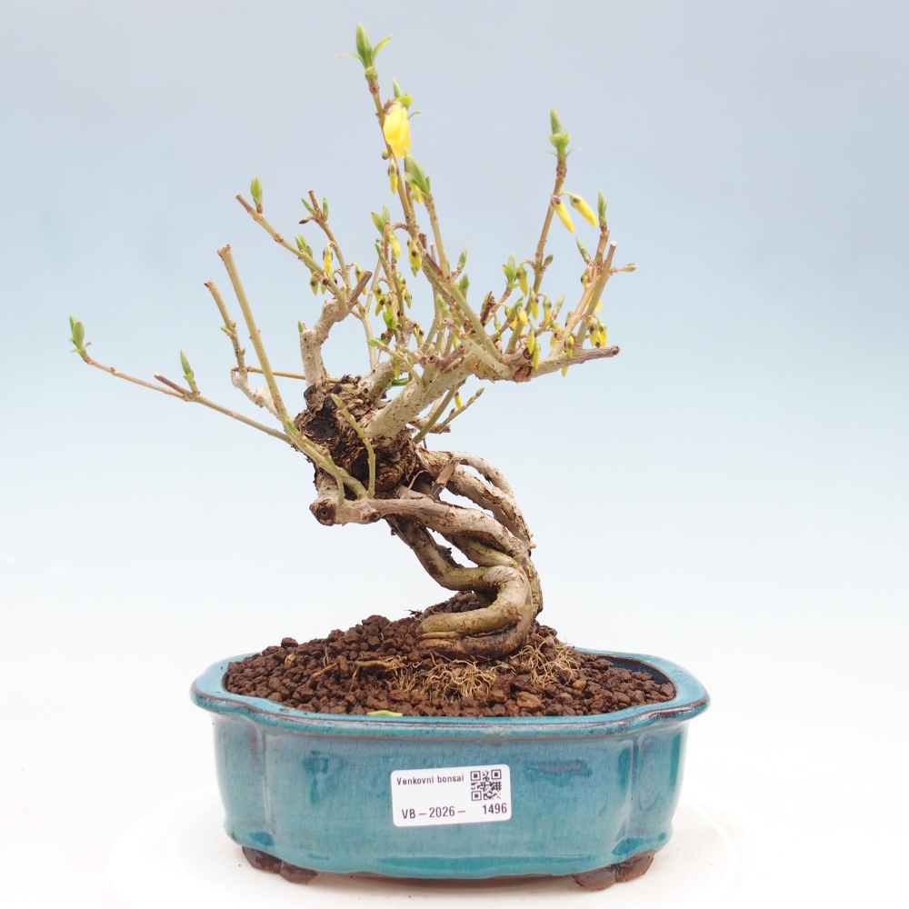 Outdoor bonsai - Zlatice - Forsythia koreana