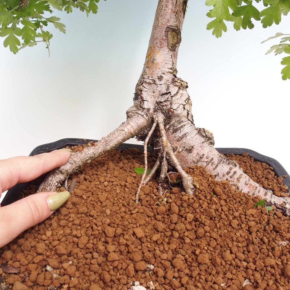 Outdoor bonsai - Hawthorn - Crataegus monogyna
