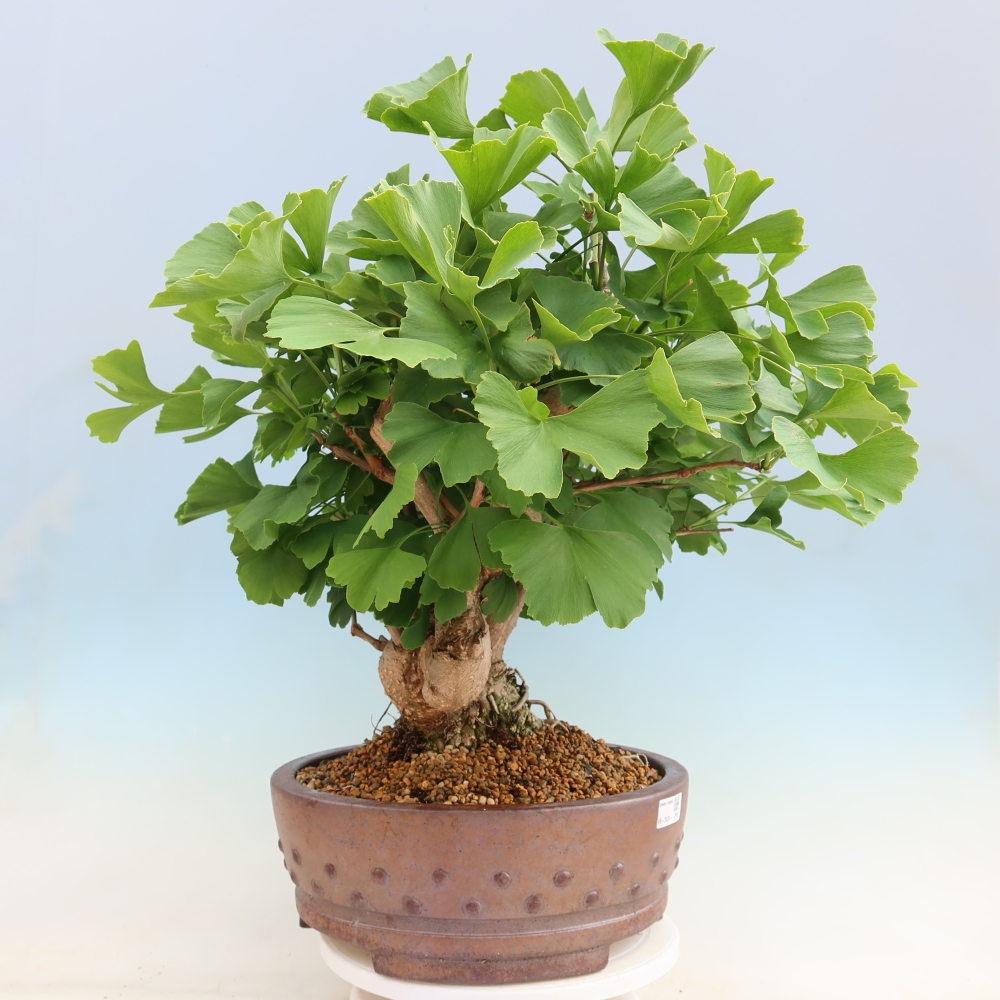 Outdoor bonsai - Ginkgo biloba - Ginkgo biloba