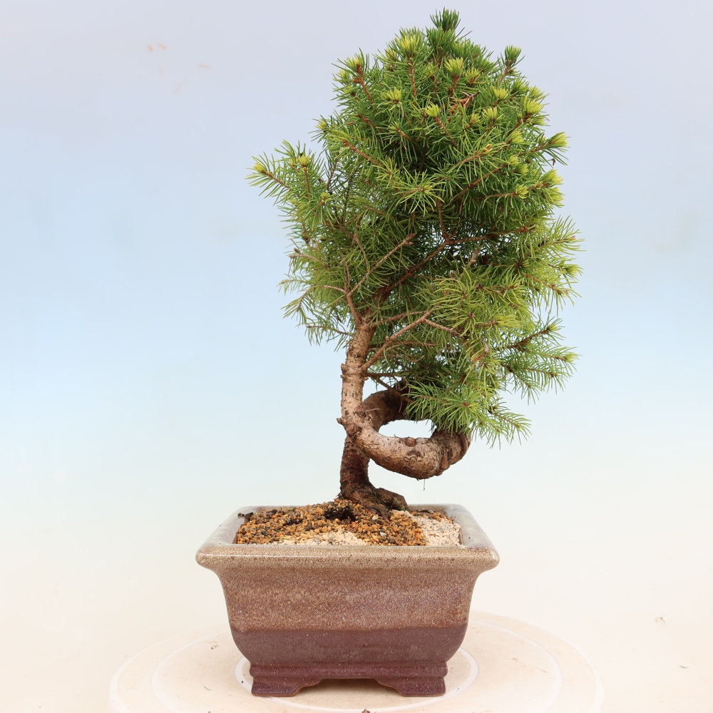 Outdoor bonsai - Spruce - Picea glauca globe