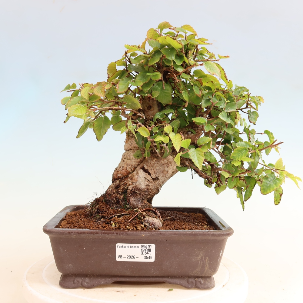 Outdoor bonsai -Carpinus CARPINOIDES - Korean Hornbeam
