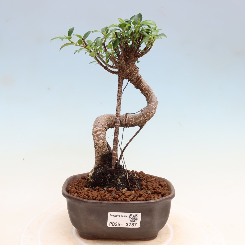 Room bonsai - Ficus kimmen - small-leaved ficus