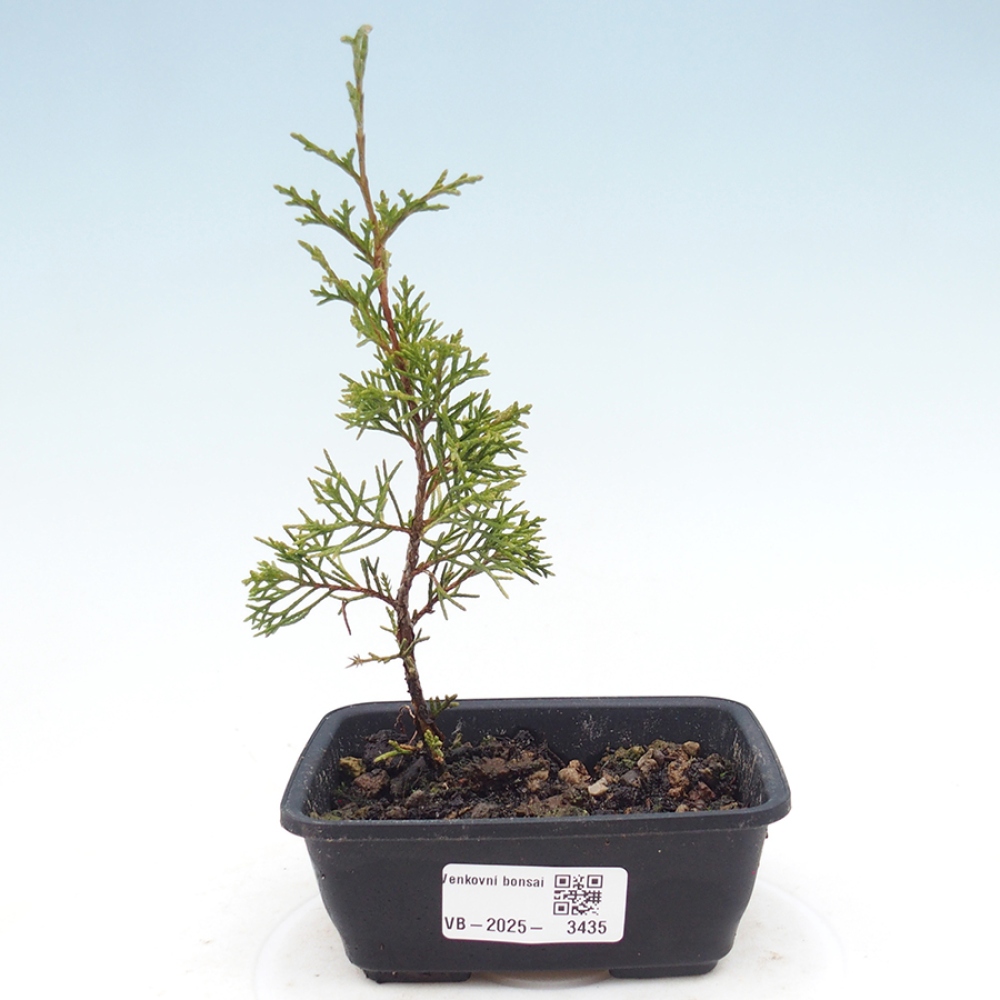Outdoor bonsai - Juniperus chinensis Itoigawa - Chinese juniper