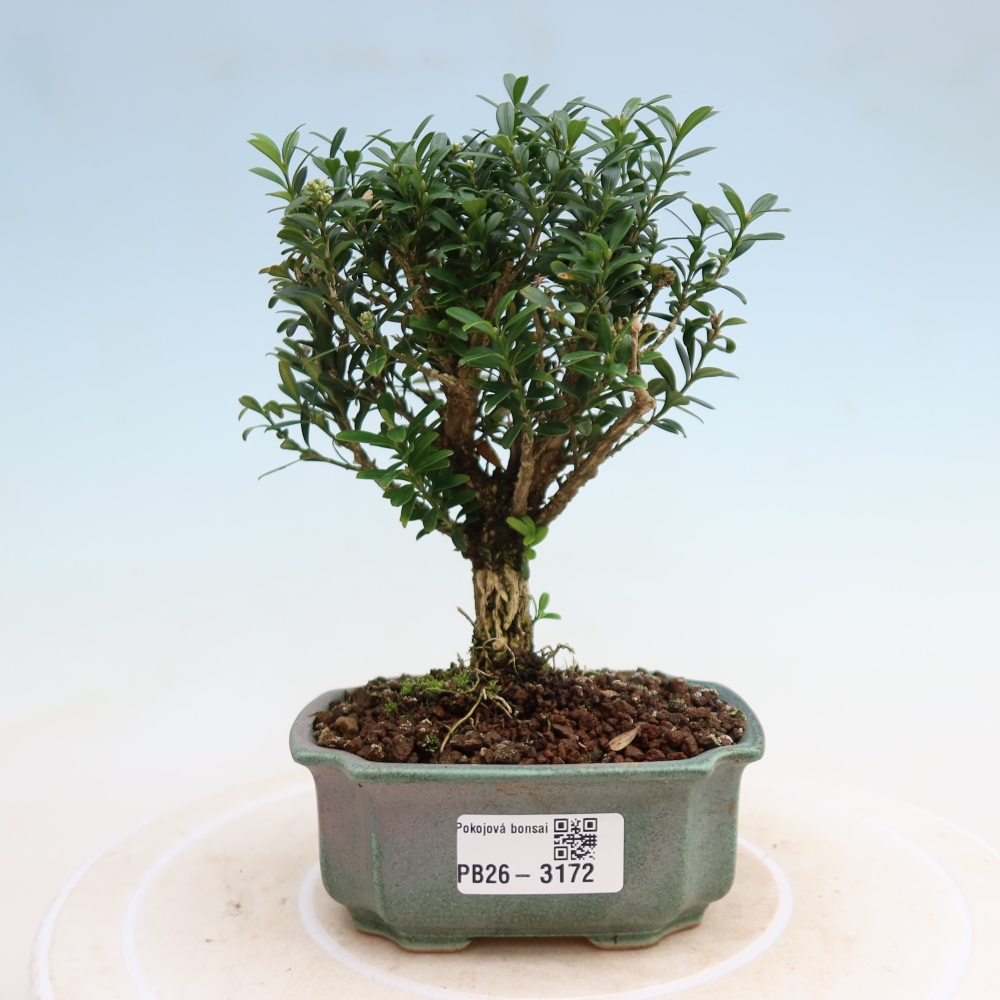 Room bonsai - Buxus harlandii - cork buxus