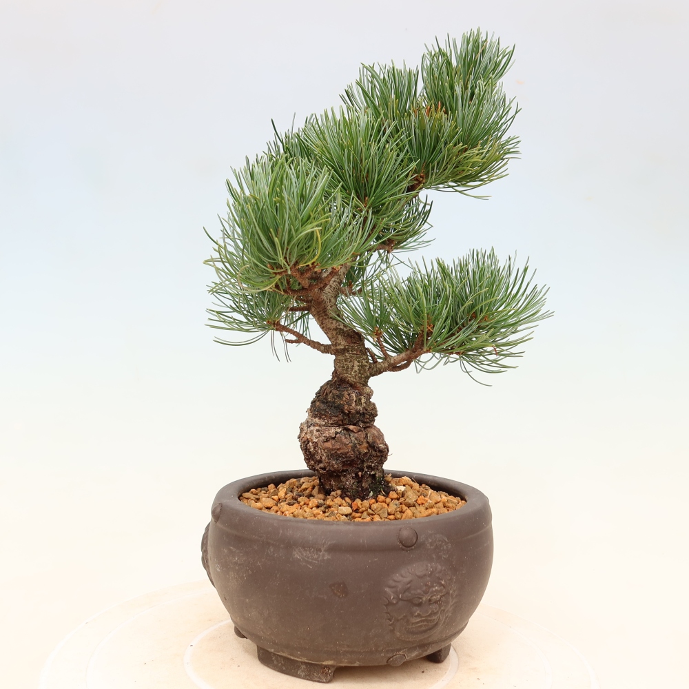 Outdoor bonsai - Pinus parviflora - Pinus parviflora
