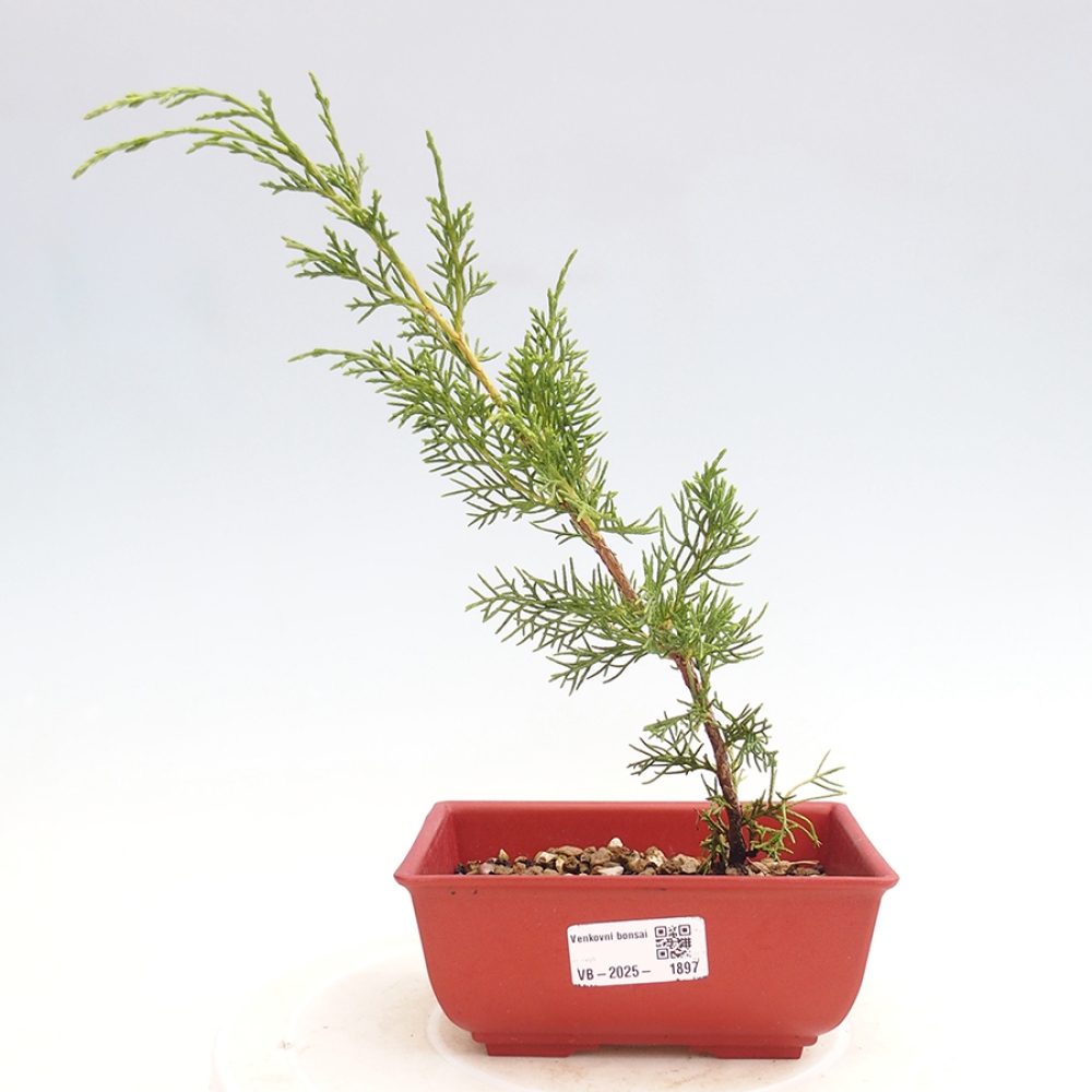 Outdoor bonsai - Juniperus chinensis Itoigawa - Chinese juniper