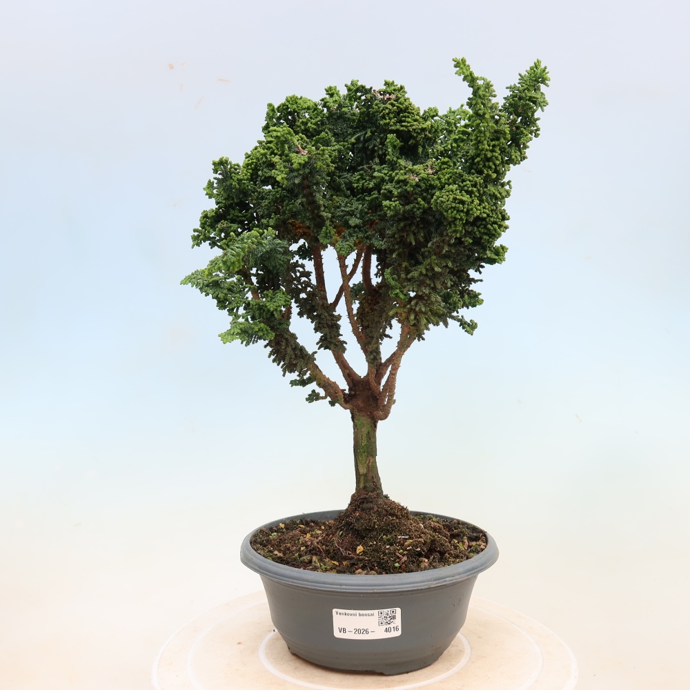 Outdoor bonsai - Cham. obtusa SEKKA HINOKI - Cypress